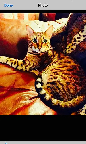 Name Bengal Cat Jaeger