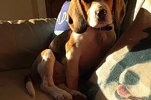 Name Beagle Dog Jock