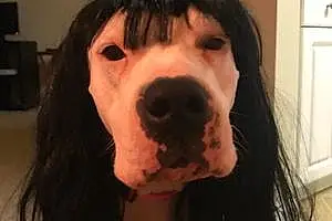 Name Dogo Argentino Dog Kitana