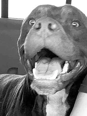 Name Pitt Bull Terrier Dog Hayden