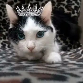 Princess Kevin