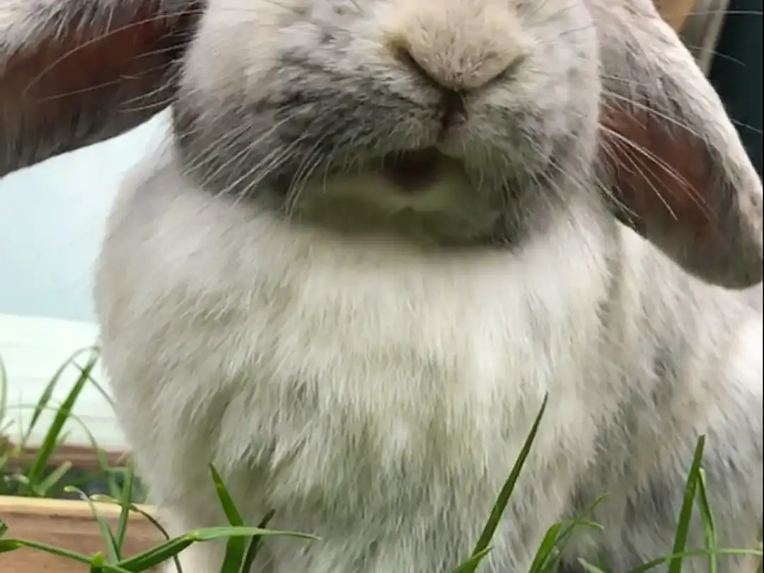 Pet rabbit, Rabbit and Hares, Rabbit, Fauna, Whiskers, Grass