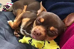 Name Chihuahua Dog Dominic