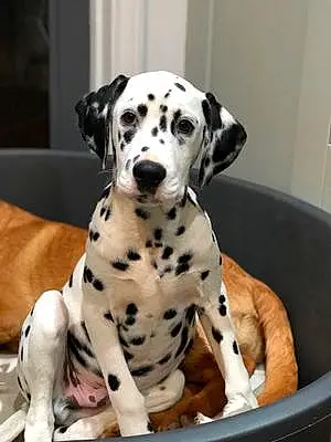 Name Dalmatian Dog Digby