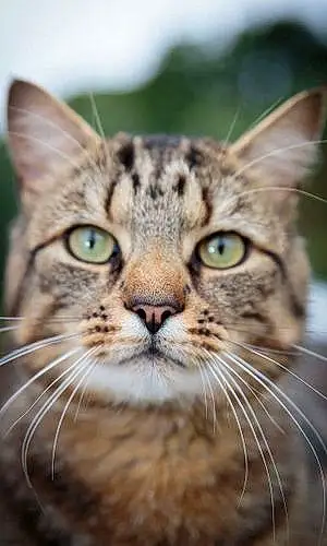 Name Bengal Cat Jaz