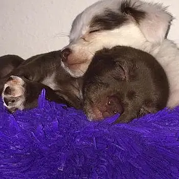 Twins: Coco And Brownie
