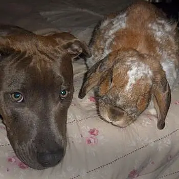 Jessie And Radar The Rabbit