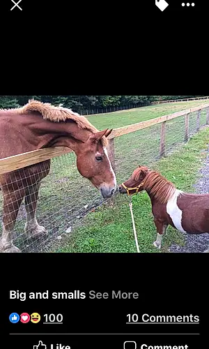 French trotter Mama The Mini Pony And Bosco The
