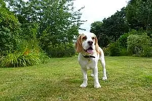 Name Beagle Dog Bryn