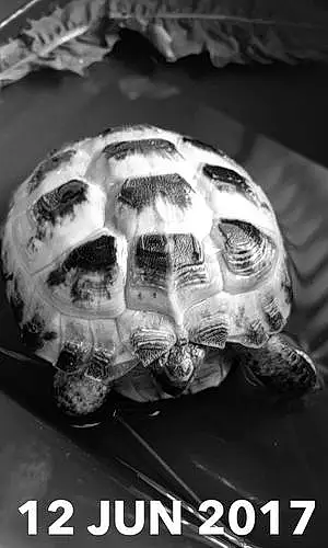 Name Hermann Tortoise Herbert