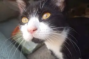 Name British Shorthair Cat Dipstick