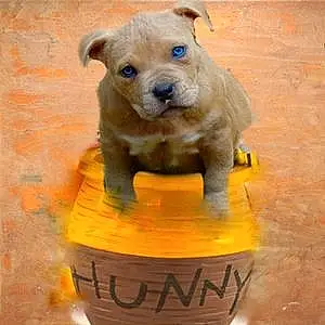 Name Pitt Bull Terrier Dog Hunny