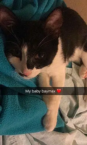 Name Cat Baymax