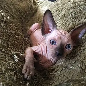 Name Sphynx Cat Camille