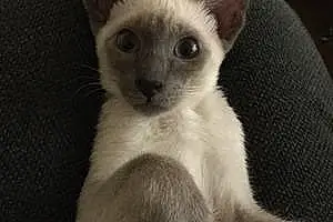 Name Cat Bibi