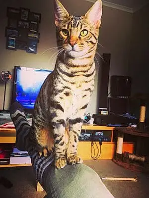 Name Bengal Cat Jenson