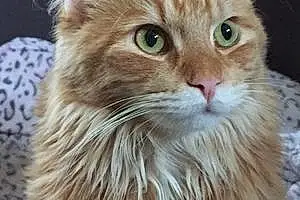 Name Maine Coon Cat Guy