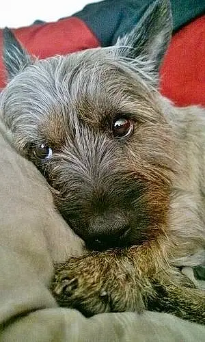 Name Cairn Terrier Dog Conner