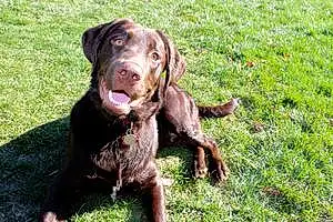 Name Labrador Retriever Dog Brantley