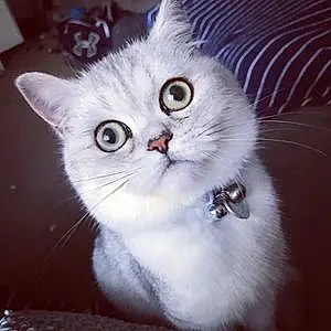 Name British Shorthair Cat Geoffrey