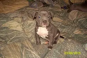 Name American Staffordshire Terrier Dog Ambrose