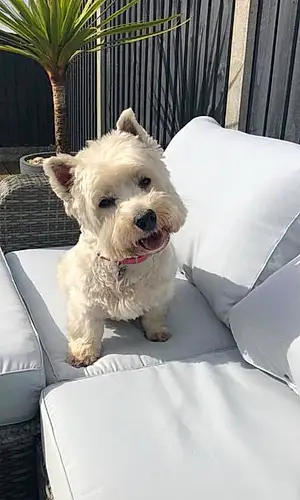 Name West Highland White Terrier Dog Hollie