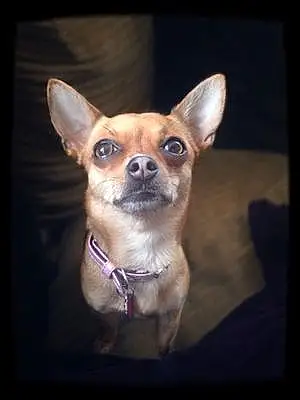 Name Chihuahua Dog Aiko