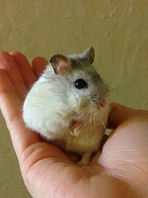 Name Hamster Dominic