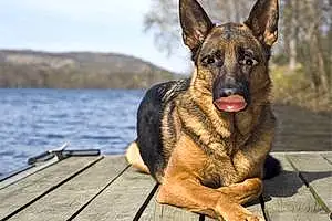 Name German Shepherd Dog Courage