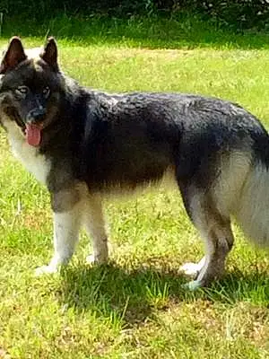 Name Husky Dog Cherokee