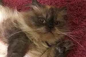 Name Persian Cat Cheshire