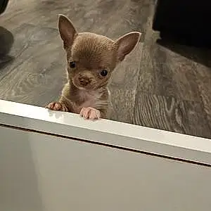 Name Chihuahua Dog Kylo