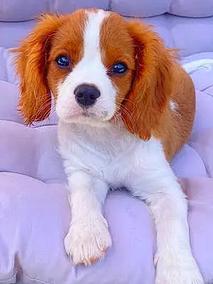 Cavalier King Charles Spaniel Dog George