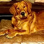 Dog, Dog breed, Carnivore, Companion dog, Fawn, Snout, Gun Dog, Furry friends, Whiskers, Couch, Liver, Canidae, Working Animal, Paw, Golden Retriever, Natural Material, Retriever