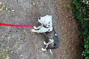 Name Pitt Bull Terrier Dog Bane