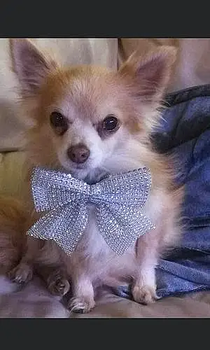 Chihuahua Dog Teddy