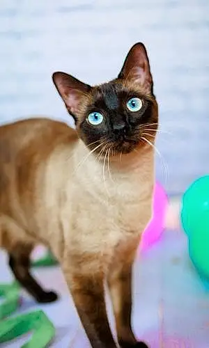 Siamese Cat Blue