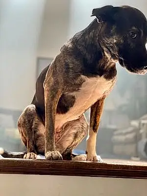 Name Pitt Bull Terrier Dog Bindi
