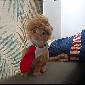 Name American Shorthair Cat Jethro