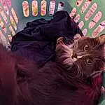 Cat, Purple, Felidae, Carnivore, Comfort, Pink, Whiskers, Red, Small To Medium-sized Cats, Magenta, Tail, Black cats, Furry friends, Domestic Short-haired Cat, Bombay, Plant, Carmine, Room