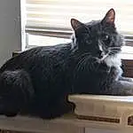 Cat, Window, Felidae, Carnivore, Grey, Small To Medium-sized Cats, Whiskers, Snout, Tail, Black cats, Curtain, Furry friends, Domestic Short-haired Cat, Room, Claw, Paw