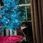Christmas Tree, Cat, Christmas Ornament, Window, Plant, Interior Design, Branch, Carnivore, Wood, Felidae, Christmas Decoration, Holiday Ornament, Evergreen, Woody Plant, Ornament, Tree, Small To Medium-sized Cats, Tints And Shades, Decoration, Christmas