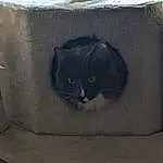 Cat, Window, Felidae, Light, Carnivore, Small To Medium-sized Cats, Grey, Whiskers, Wood, Rectangle, Tints And Shades, Tail, Snout, Automotive Tire, Cat Supply, Box, Domestic Short-haired Cat, Furry friends, Comfort, Pet Supply
