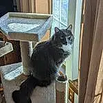 Cat, Window, Felidae, Carnivore, Small To Medium-sized Cats, Whiskers, Wood, Grey, Door, Tail, Snout, Box, Hardwood, Cat Supply, Furry friends, Domestic Short-haired Cat, Shelf, Cat Furniture