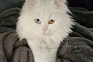 Persian Cat Lugo