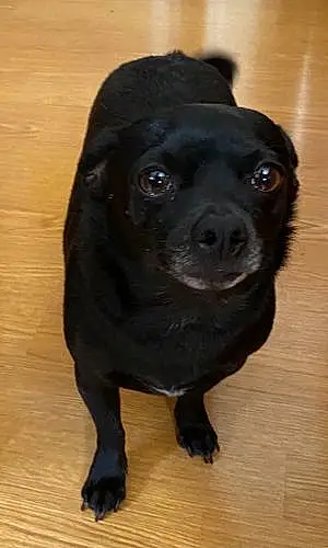 Name Chihuahua Dog Desi