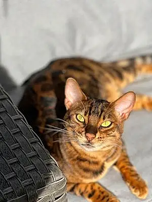 Bengal Cat Fiona