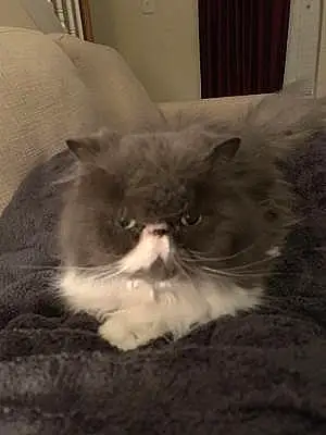 Name Persian Cat Furby