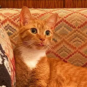 Name American Shorthair Cat Cheerio