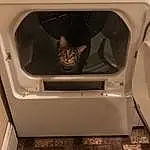 Cat, Washing Machine, Clothes Dryer, Home Appliance, Sink, Major Appliance, Cat Supply, Furniture, Plumbing Fixture